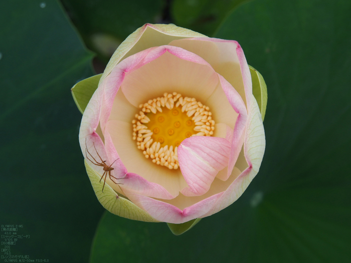 三室戸寺_紫陽花_2012_yaotomi_お写ん歩_28.jpg