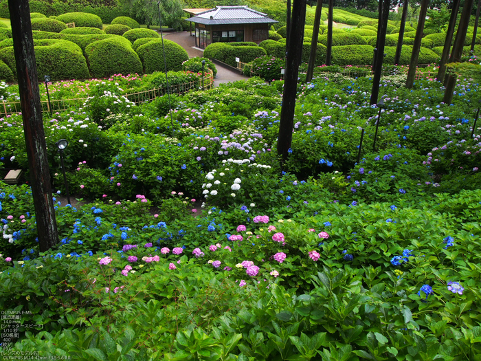 三室戸寺_紫陽花_2012_yaotomi_お写ん歩_3.jpg