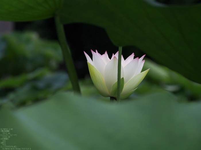 三室戸寺_紫陽花_2012_yaotomi_お写ん歩_31.jpg