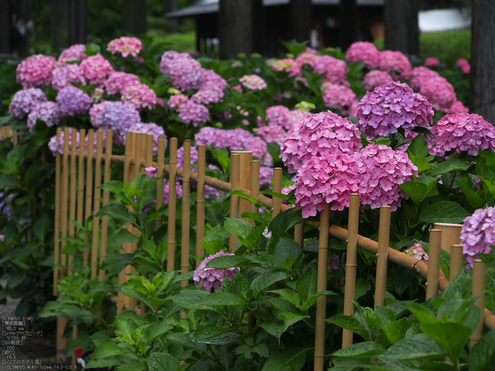 三室戸寺_紫陽花_2012_yaotomi_お写ん歩_32.jpg