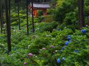 三室戸寺_紫陽花_2012_yaotomi_お写ん歩_5.jpg