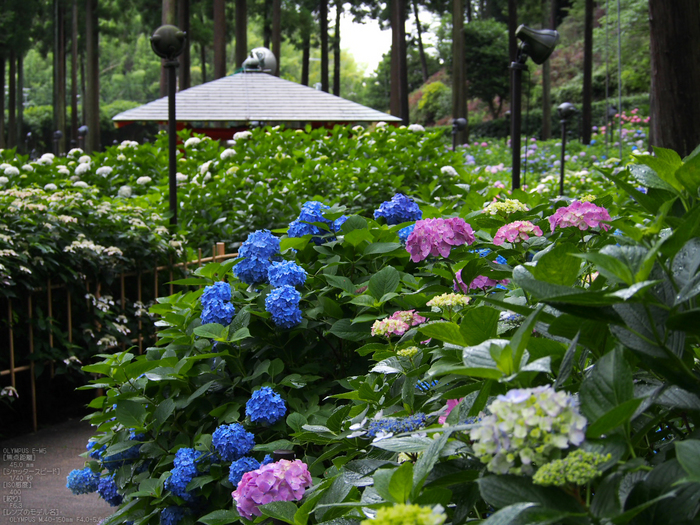 三室戸寺_紫陽花_2012_yaotomi_お写ん歩_7.jpg