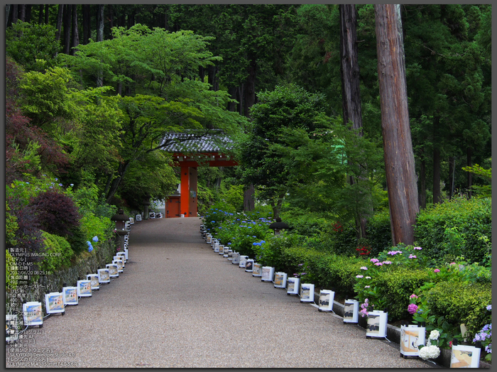 三室戸寺_紫陽花_2012_yaotomi_お写ん歩_top1.jpg