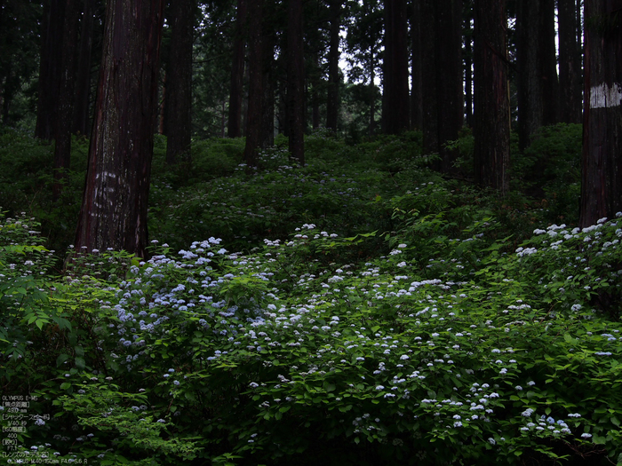 東吉野_小紫陽花_OM-D_yaotomi_お写ん歩_10.jpg