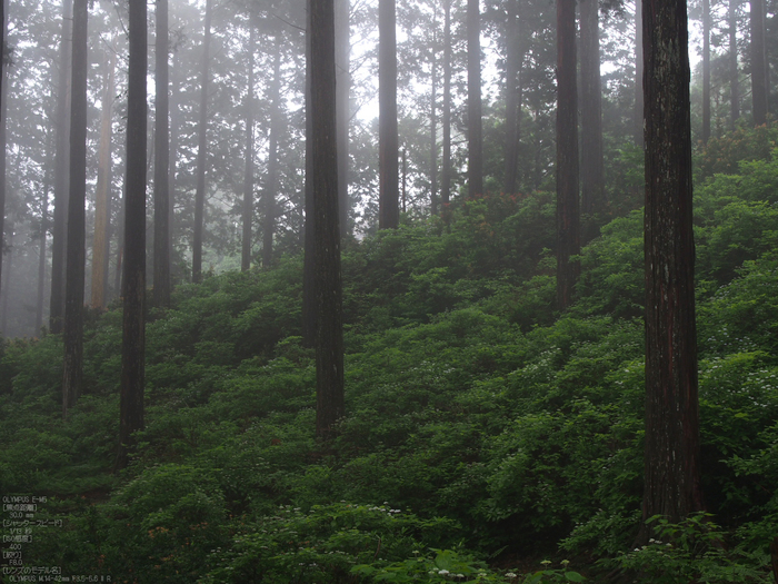 東吉野_小紫陽花_OM-D_yaotomi_お写ん歩_3.jpg