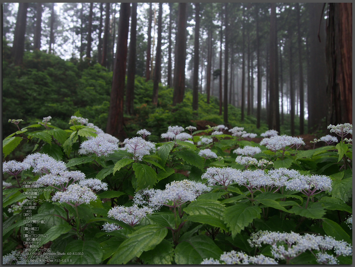 東吉野_小紫陽花_OM-D_yaotomi_お写ん歩_top1.jpg