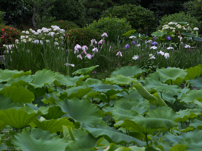 法金剛院_菖蒲_2012_yaotomi_お写ん歩_15.jpg