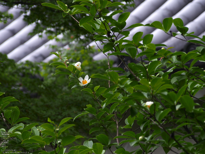 法金剛院_菖蒲_2012_yaotomi_お写ん歩_18.jpg