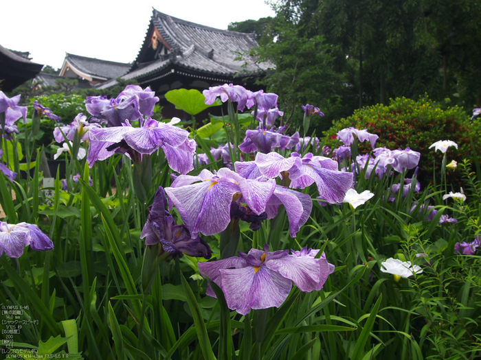 法金剛院_菖蒲_2012_yaotomi_お写ん歩_2.jpg