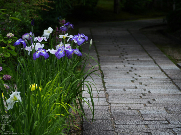 法金剛院_菖蒲_2012_yaotomi_お写ん歩_5.jpg