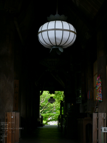 長谷寺紫陽花2012_LUMIX_12-35mm_yaotomi_11.jpg