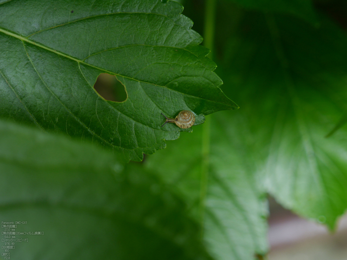 長谷寺紫陽花2012_LUMIX_12-35mm_yaotomi_16.jpg