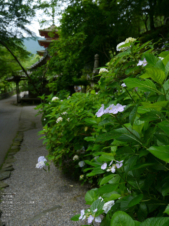 長谷寺紫陽花2012_LUMIX_12-35mm_yaotomi_17.jpg