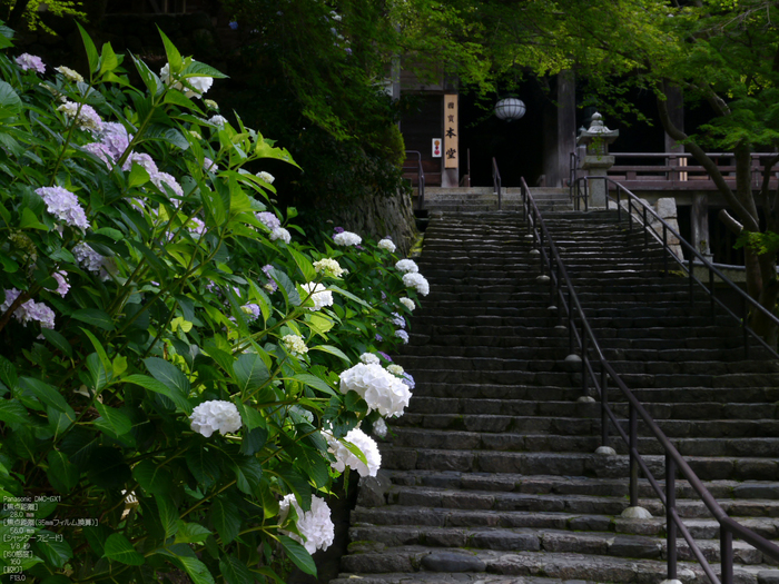 長谷寺紫陽花2012_LUMIX_12-35mm_yaotomi_20.jpg