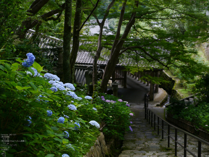 長谷寺紫陽花2012_LUMIX_12-35mm_yaotomi_21.jpg