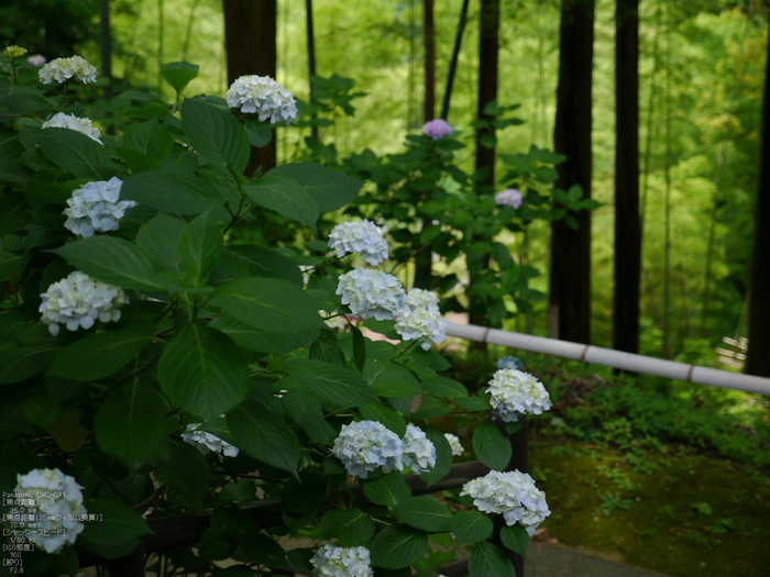 長谷寺紫陽花2012_LUMIX_12-35mm_yaotomi_30.jpg