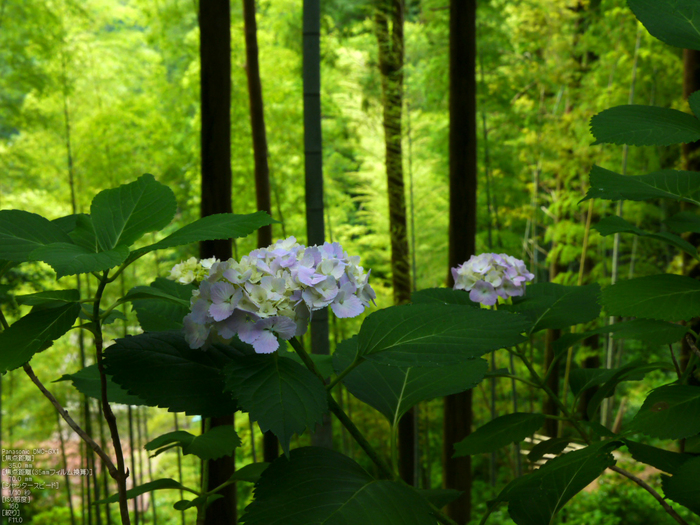 長谷寺紫陽花2012_LUMIX_12-35mm_yaotomi_31.jpg