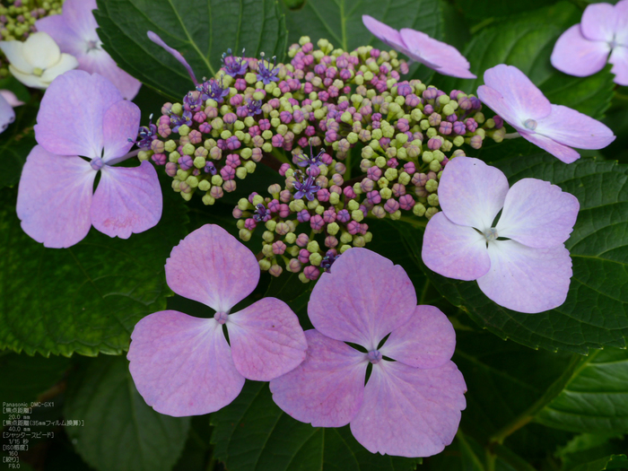 長谷寺紫陽花2012_LUMIX_12-35mm_yaotomi_33.jpg