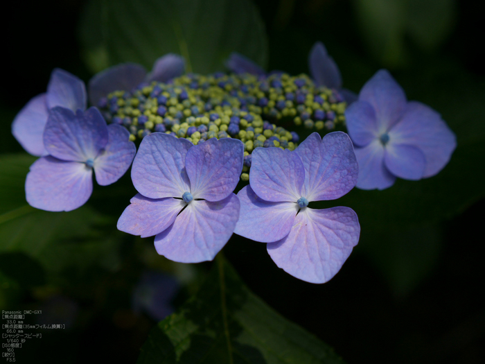 長谷寺紫陽花2012_LUMIX_12-35mm_yaotomi_35.jpg