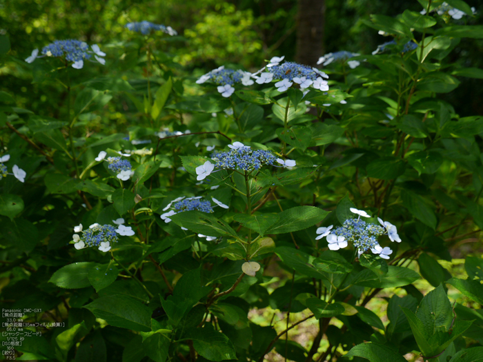 長谷寺紫陽花2012_LUMIX_12-35mm_yaotomi_36.jpg