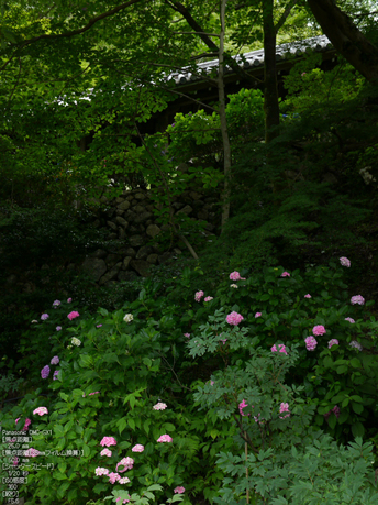 長谷寺紫陽花2012_LUMIX_12-35mm_yaotomi_5.jpg