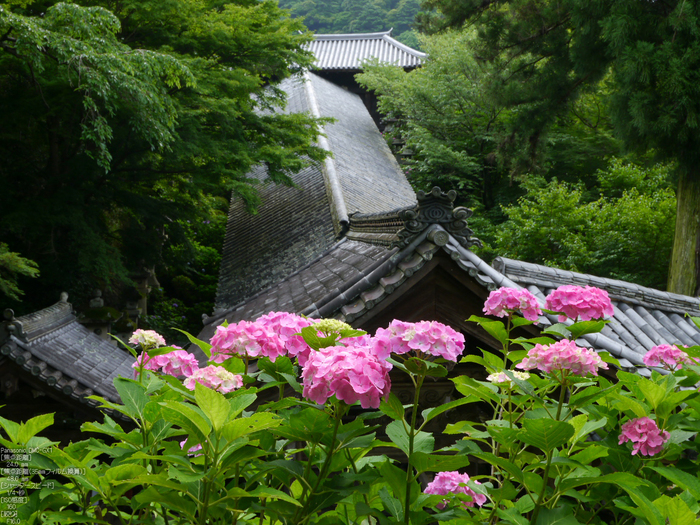 長谷寺紫陽花2012_LUMIX_12-35mm_yaotomi_6.jpg