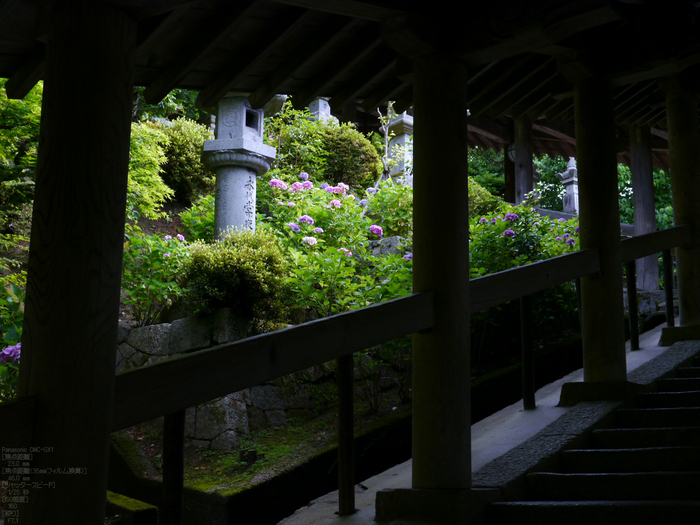 長谷寺紫陽花2012_LUMIX_12-35mm_yaotomi_8.jpg