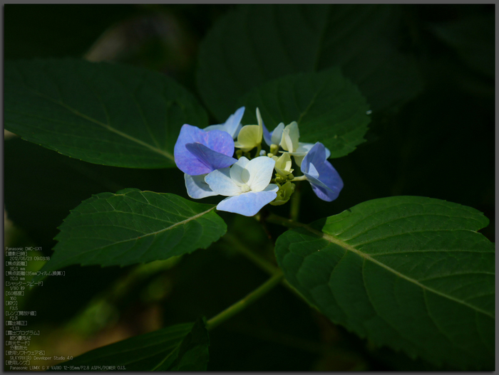 長谷寺紫陽花2012_LUMIX_12-35mm_yaotomi_top1.jpg