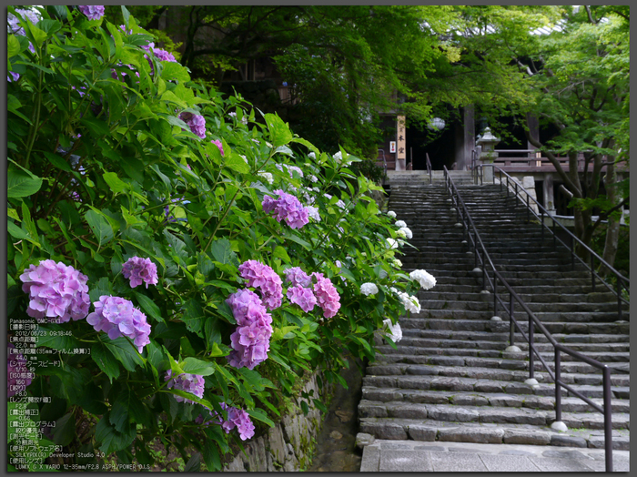 長谷寺紫陽花2012_LUMIX_12-35mm_yaotomi_top2.jpg