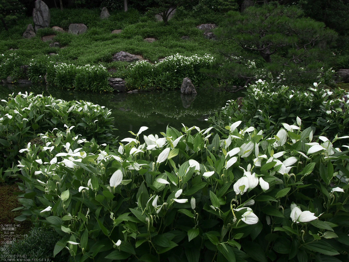 両足院_半夏生_2012_yaotomi_お写ん歩_15.jpg