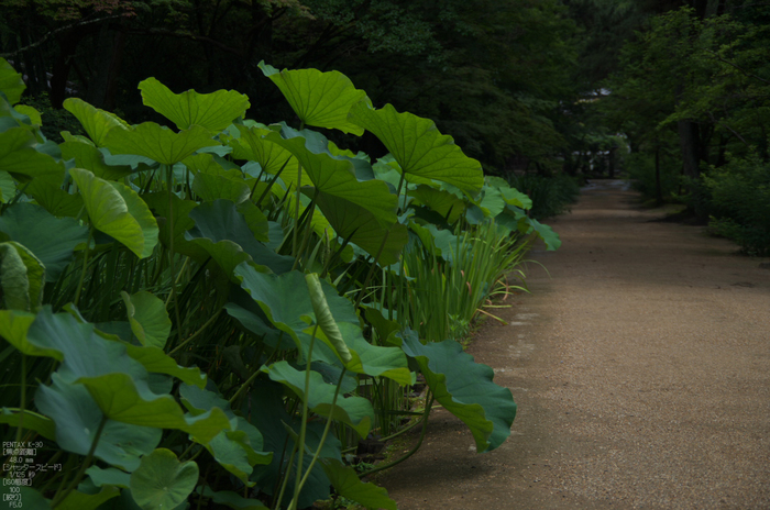 唐招提寺_蓮_2012_yaotomi_お写ん歩_5.jpg