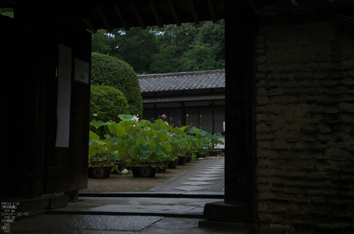 唐招提寺_蓮_2012_yaotomi_お写ん歩_6.jpg