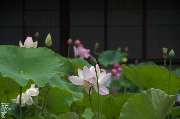 唐招提寺_蓮_2012_yaotomi_お写ん歩_8.jpg