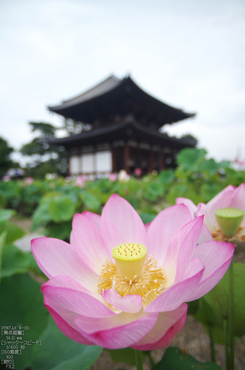 喜光寺_蓮ハス_2012_yaotomi_お写ん歩_6.jpg