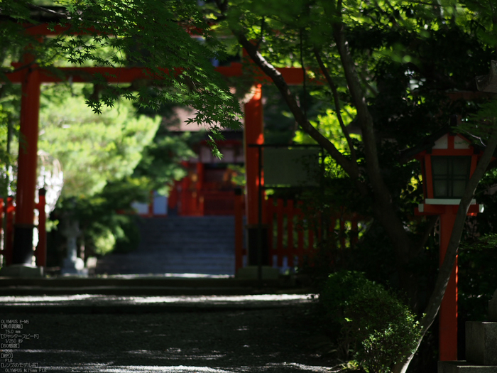 大原野神社_睡蓮_2012_yaotomi_お写ん歩_13.jpg