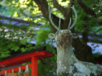 大原野神社_睡蓮_2012_yaotomi_お写ん歩_17.jpg