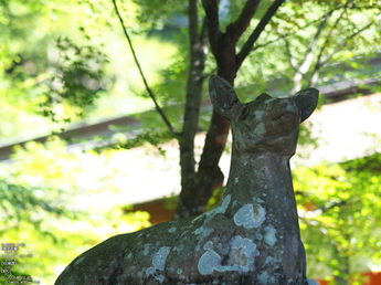 大原野神社_睡蓮_2012_yaotomi_お写ん歩_18.jpg