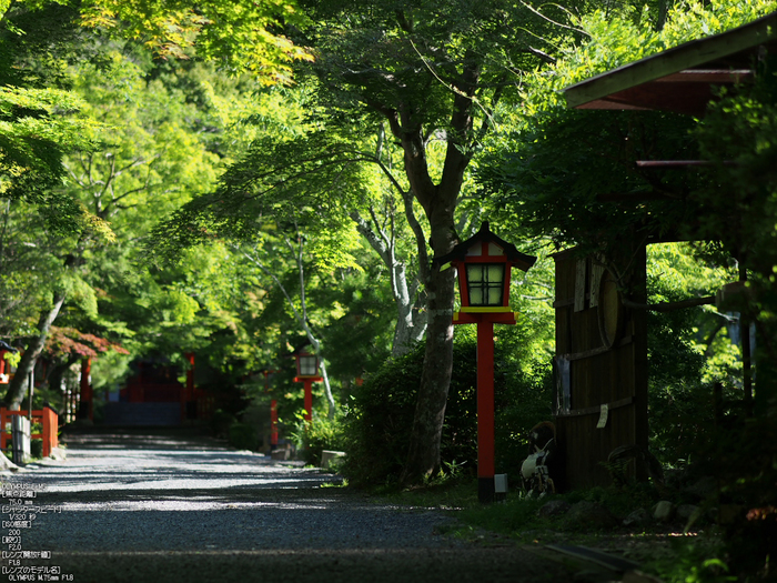 大原野神社_睡蓮_2012_yaotomi_お写ん歩_2.jpg