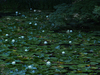 大原野神社_睡蓮_2012_yaotomi_お写ん歩_5.jpg