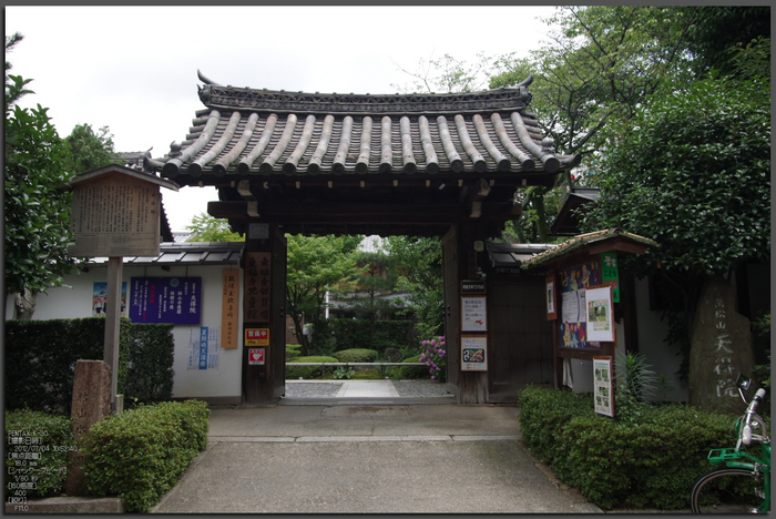 天得院_桔梗_2012_yaotomi_お写ん歩_top1.jpg