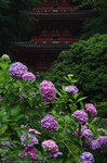 岩船寺_紫陽花_2012_yaotomi_お写ん歩_10.jpg