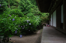 岩船寺_紫陽花_2012_yaotomi_お写ん歩_12.jpg