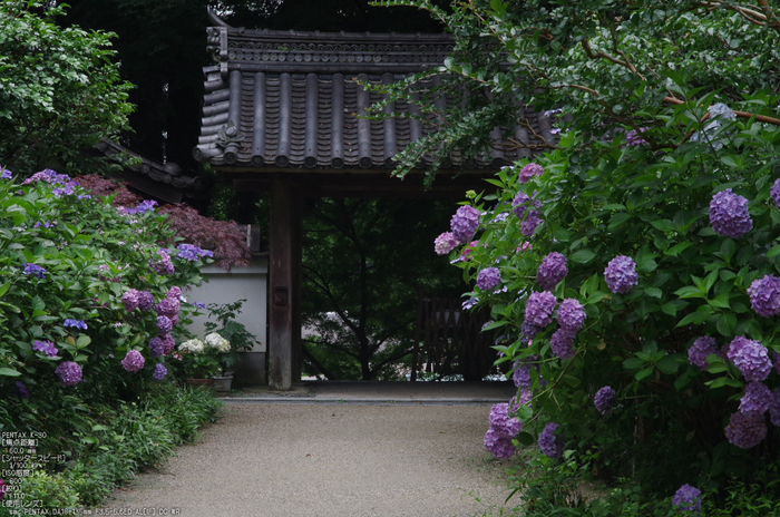 岩船寺_紫陽花_2012_yaotomi_お写ん歩_13.jpg