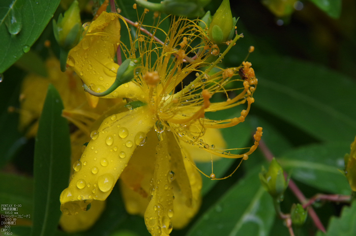 岩船寺_紫陽花_2012_yaotomi_お写ん歩_17.jpg