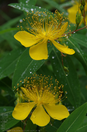 岩船寺_紫陽花_2012_yaotomi_お写ん歩_18.jpg