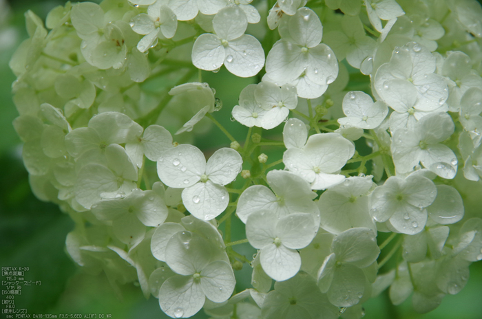 岩船寺_紫陽花_2012_yaotomi_お写ん歩_20.jpg