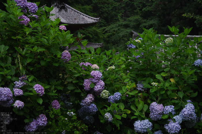 岩船寺_紫陽花_2012_yaotomi_お写ん歩_22.jpg