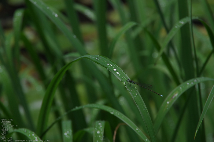 岩船寺_紫陽花_2012_yaotomi_お写ん歩_26.jpg