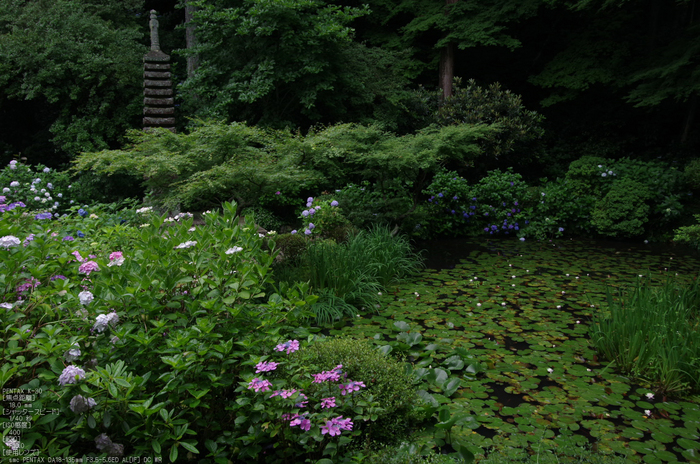 岩船寺_紫陽花_2012_yaotomi_お写ん歩_28.jpg