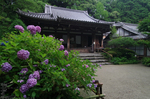 岩船寺_紫陽花_2012_yaotomi_お写ん歩_31.jpg